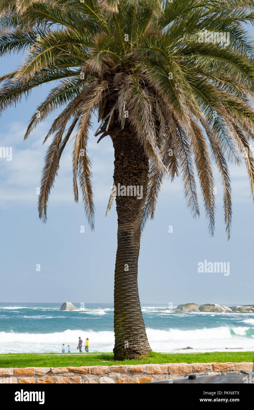 Eine große Palme mit Blick auf den Strand und die Wellen des Atlantik in Camps Bay, Südafrika Stockfoto