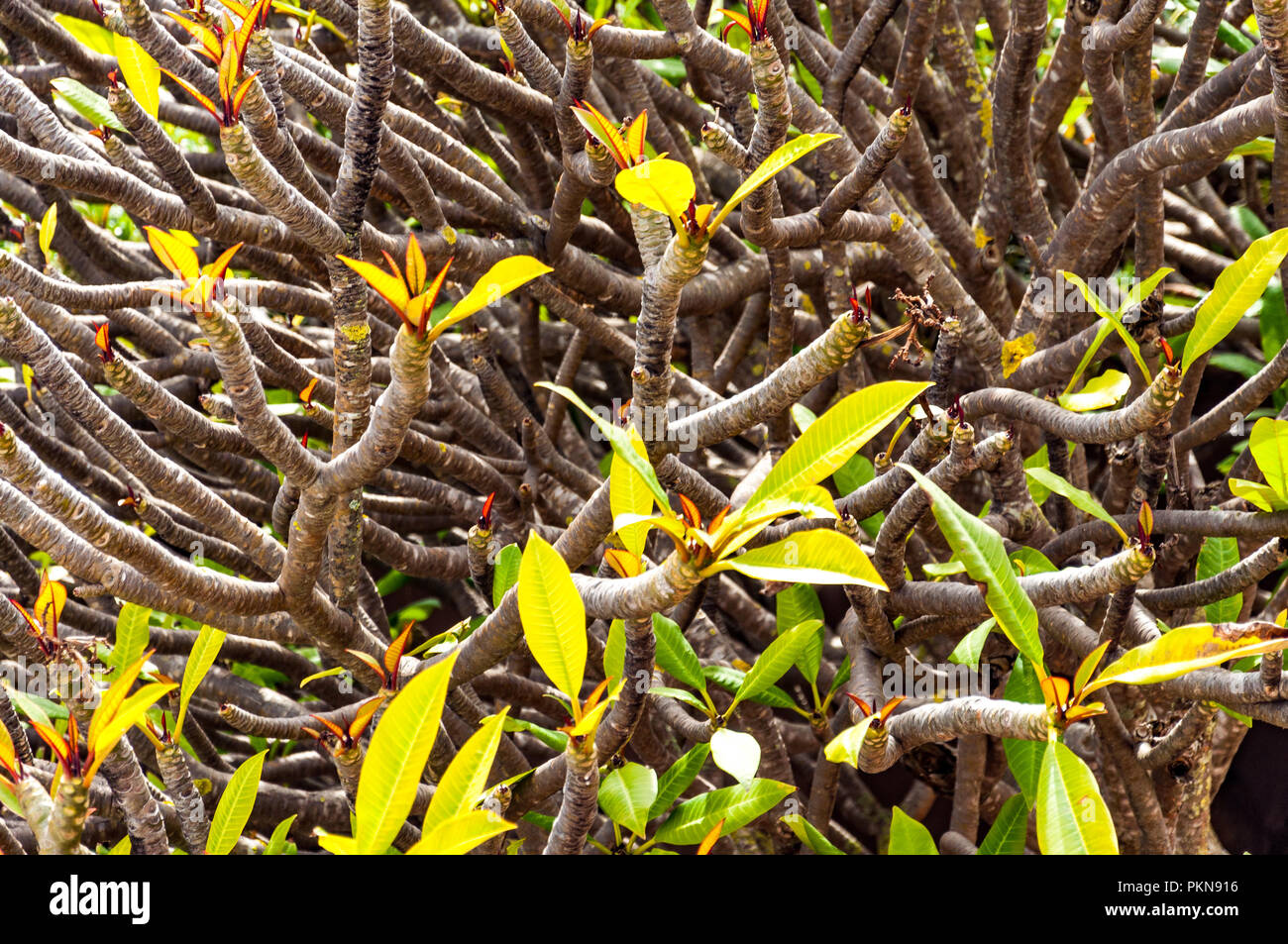 Red Frangipani (Plumeria Rubra) im Frühjahr mal in Camps Bay, Südafrika Stockfoto
