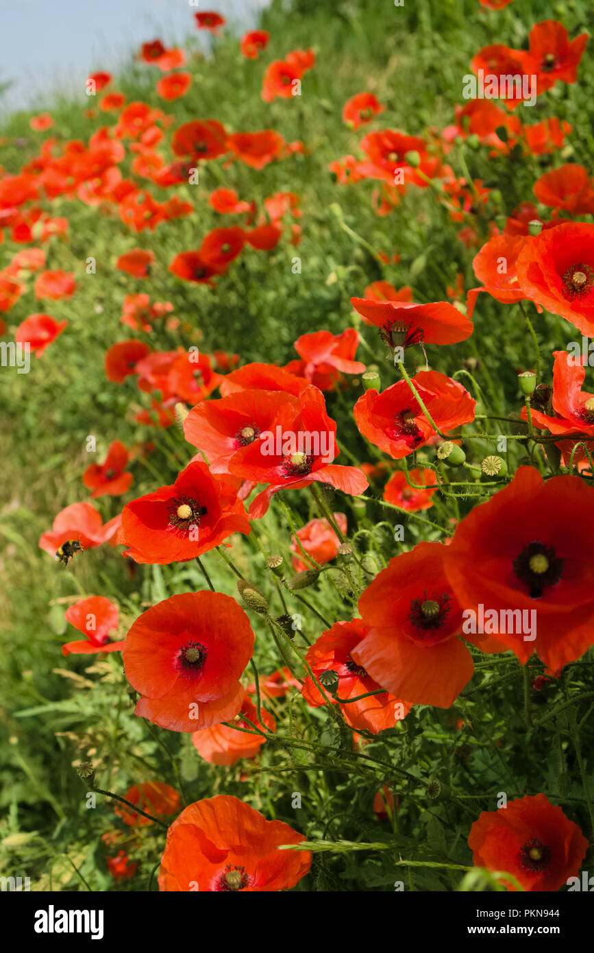 Bereich der blühenden Klatschmohn im Frühjahr, mit Flying bee im Vordergrund, selektiver Fokus Stockfoto