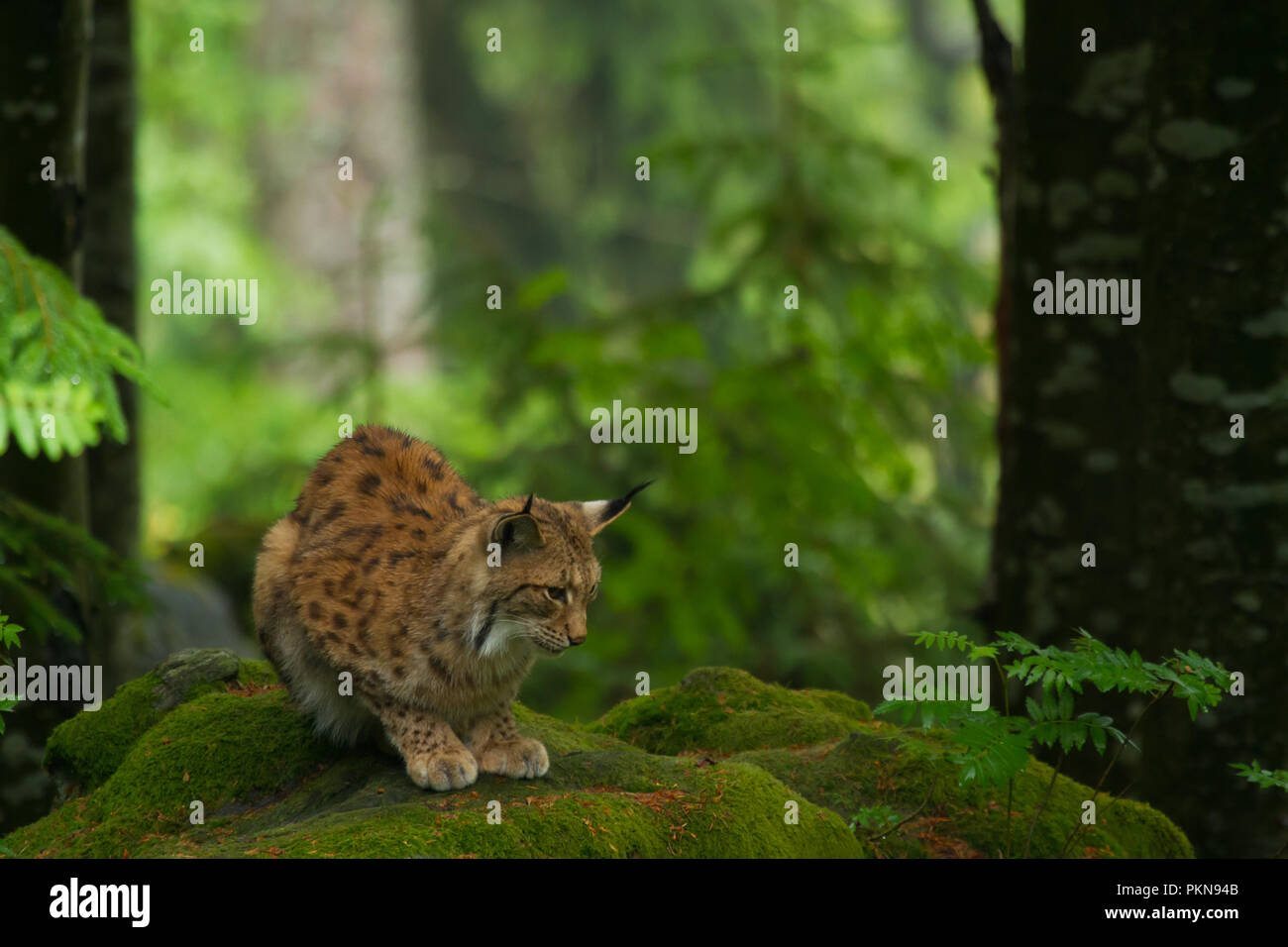 Luchs in grünem Felsen, Wartezeit 2 h Stockfoto