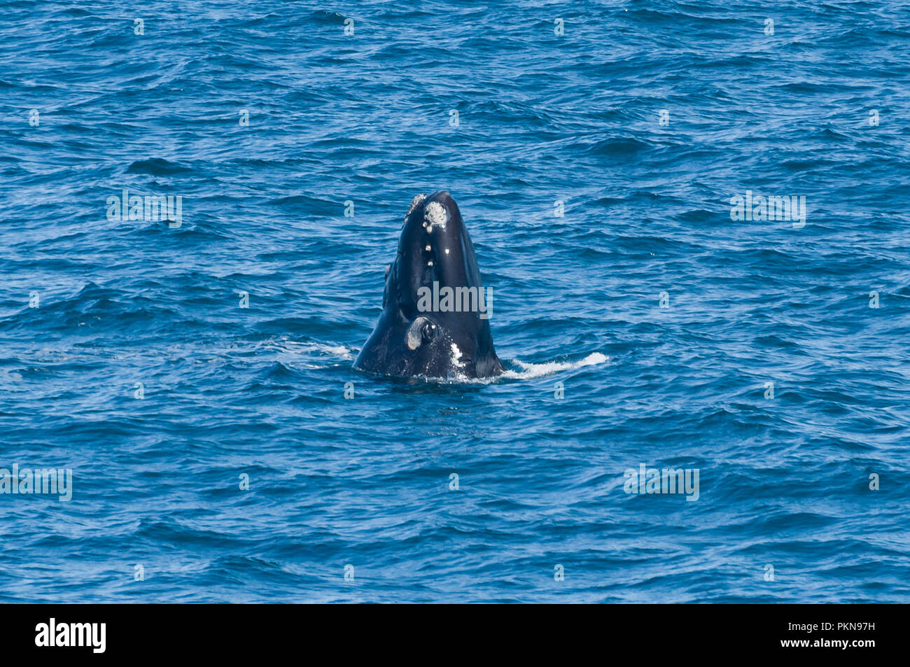 Einen Southern Right Wal kommt wieder Luft in Hermanus, Südafrika Stockfoto