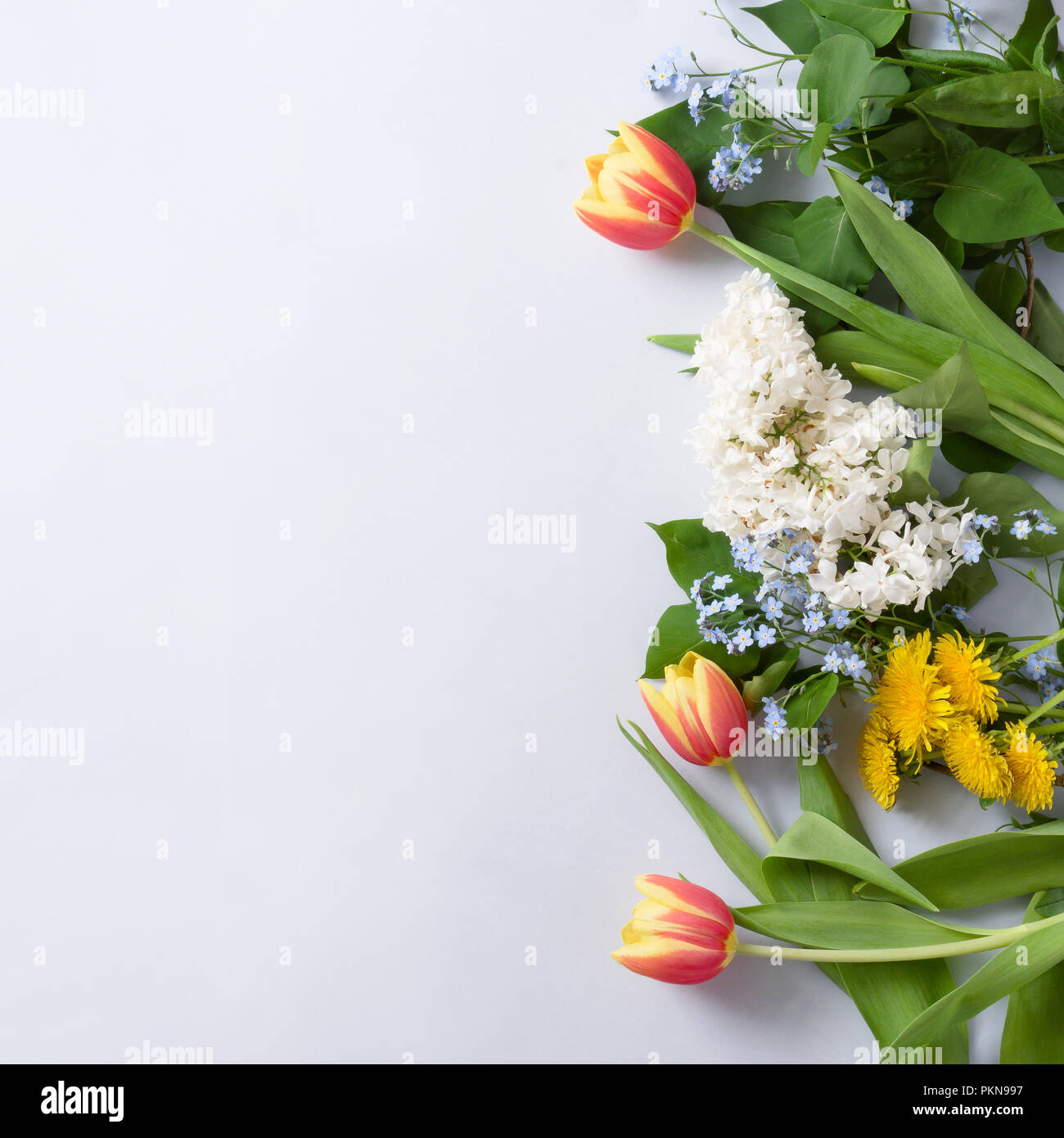 Zusammensetzung mit Tulpen, Löwenzahn, Vergißmeinnicht Blumen und lila Blumen auf weißem Hintergrund, mit Kopie Raum, Ansicht von oben Stockfoto