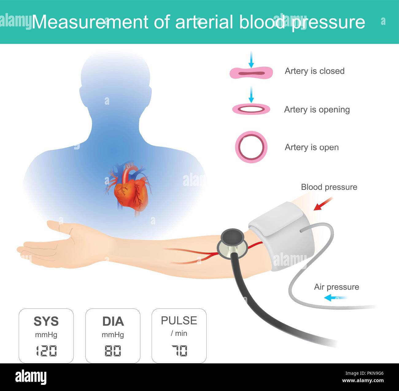 Verwendung von medizinischen Instrumenten Blutdruck und Puls messen. Stock Vektor