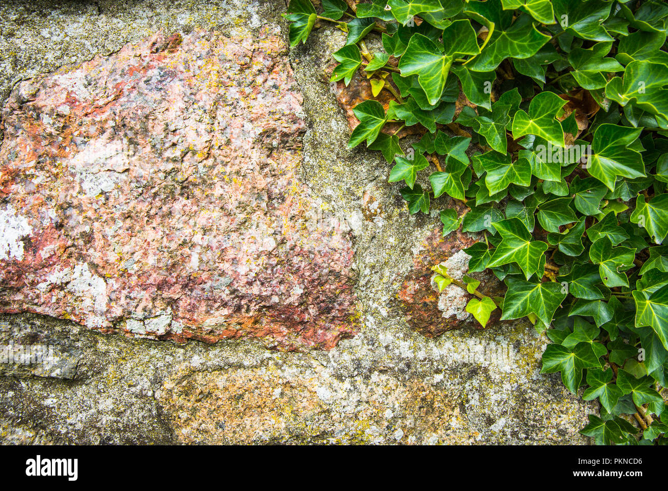 Eine natur oder Gartenarbeit Hintergrund einer texturierten Steinmauer mit der üppigen grünen Laub einer schleichenden Efeu wachsen auf mit Kopie Raum Stockfoto