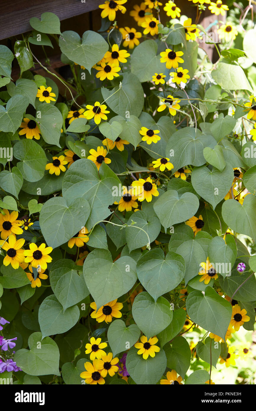 Wilde Blumen wachsen auf einem Garten Wand. Stockfoto