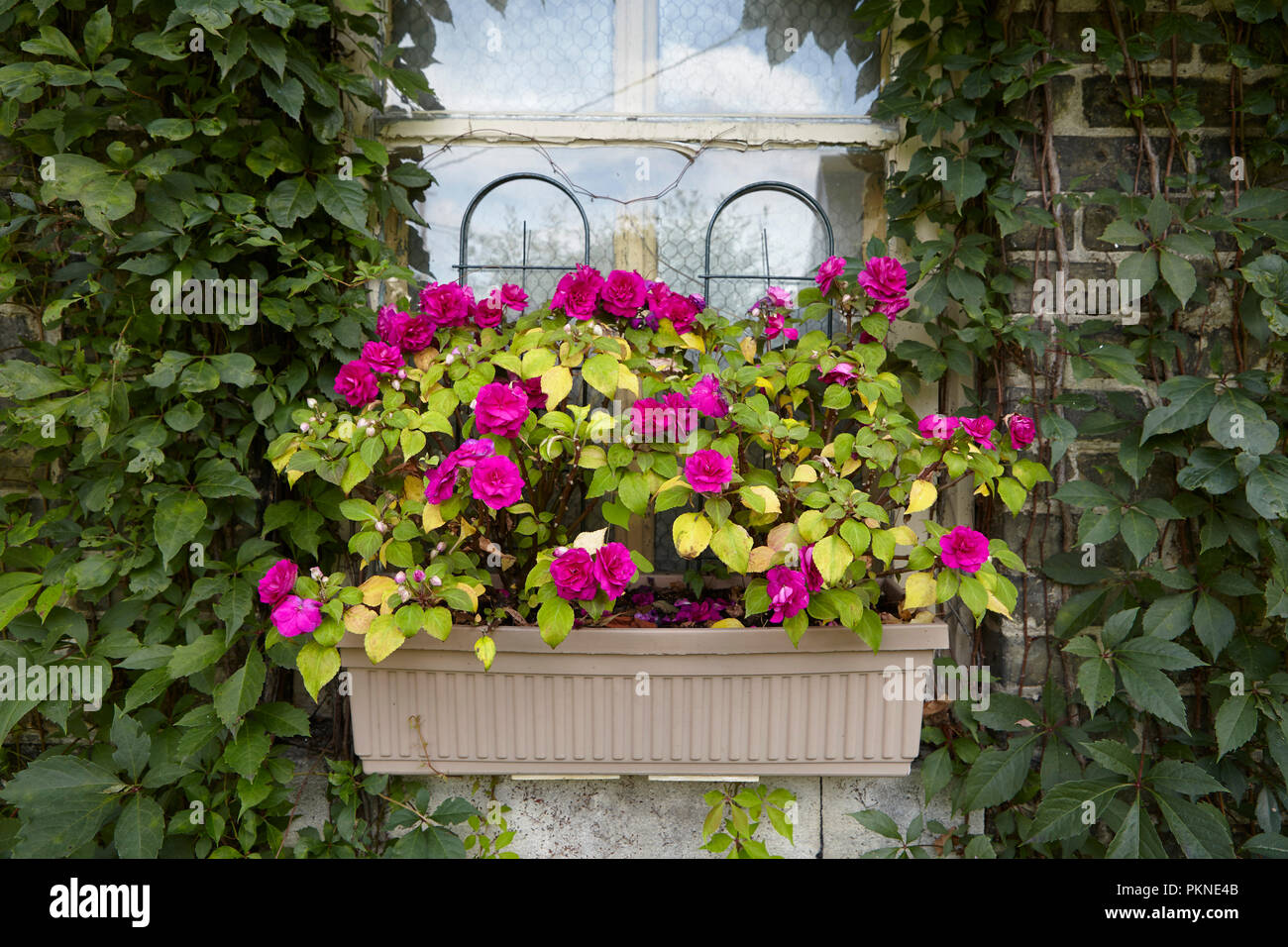 Blumenkästen in einem Garten. Stockfoto