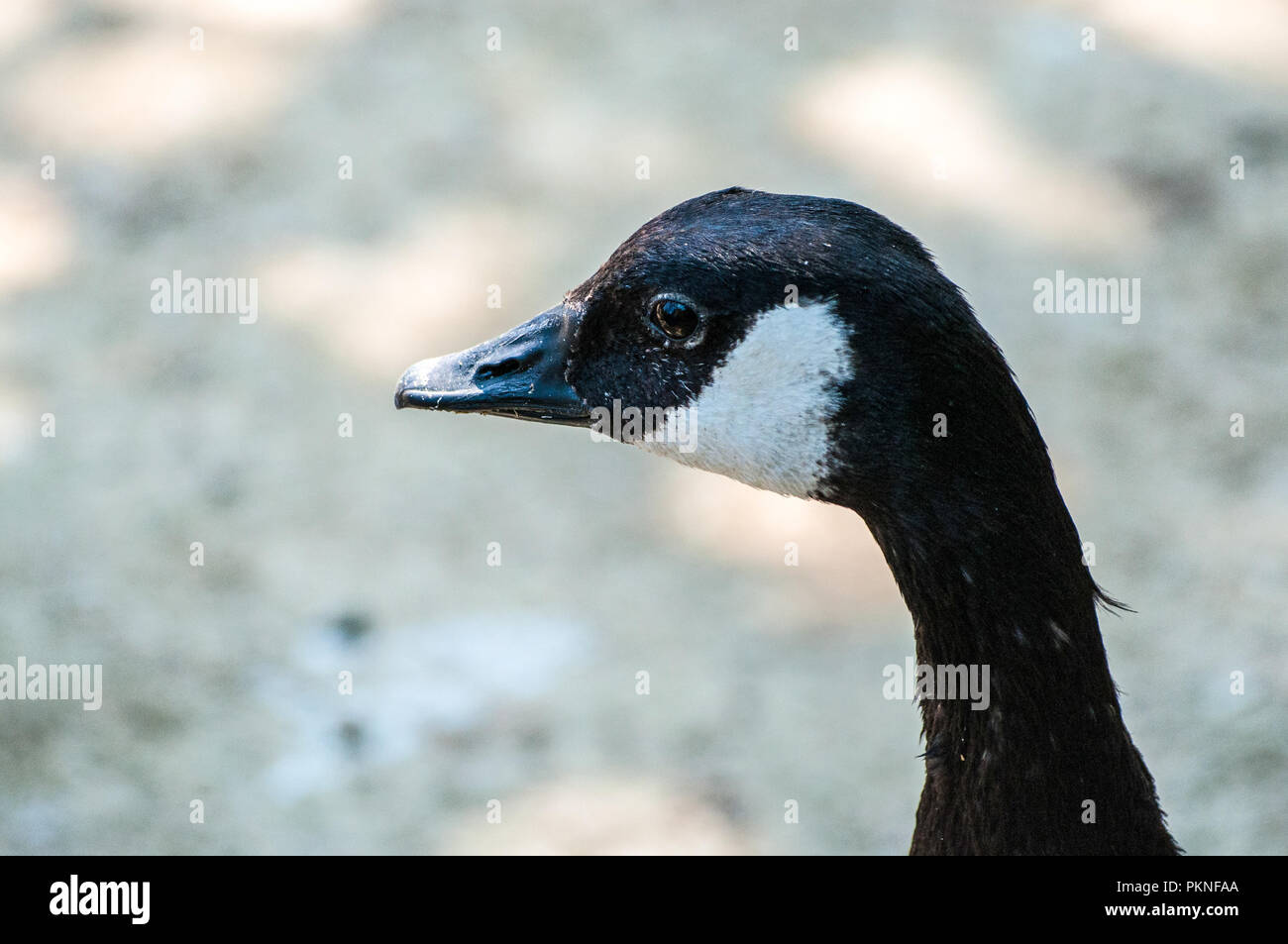 Goose suchen Links, mit einem schönen dunklen Augen im verschwommenen Hintergrund, am Tierpark Stockfoto