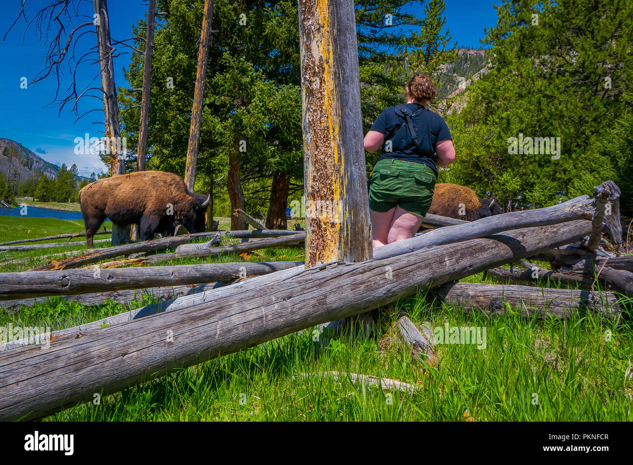 Im freien Blick auf fette Frau, ganz in der Nähe von gefährlichen Amerikanischen Bisons Büffel weiden im Wald im Yellowstone National Park Stockfoto