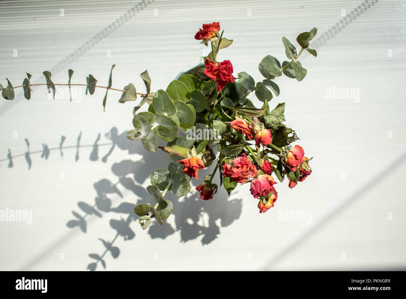 Eine elegante Rose trockener Rose Stockfoto