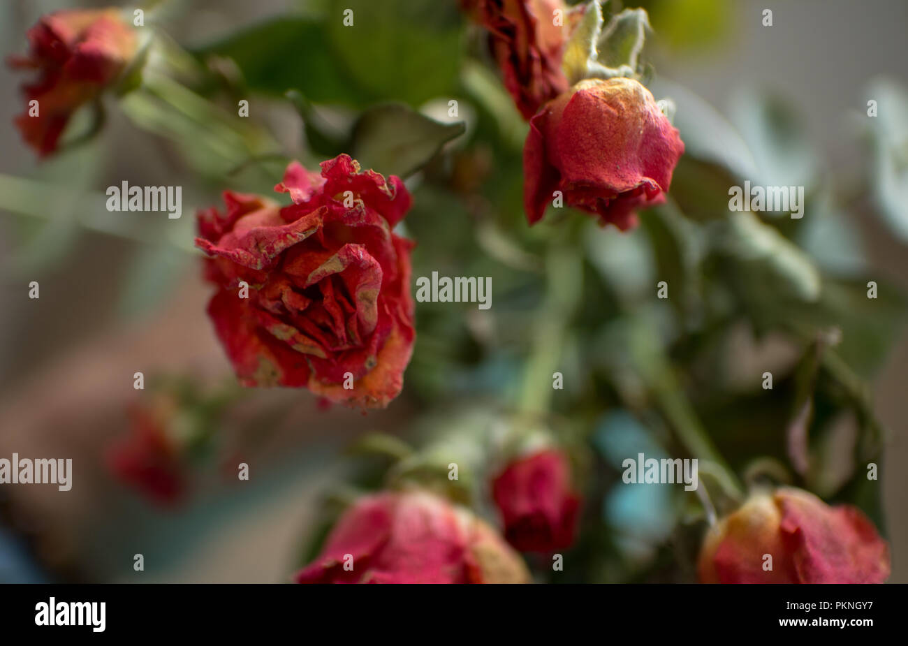 Eine elegante Rose trockener Rose Stockfoto