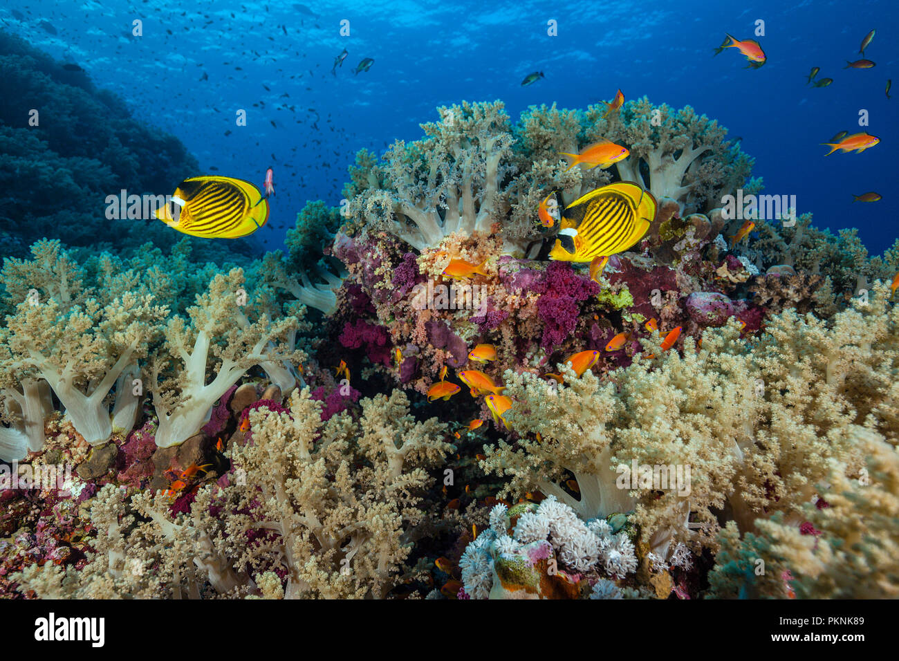 Red Sea Racoon Falterfische in Coral Reef, Chaetodon fasciatus, Brother Islands, Rotes Meer, Ägypten Stockfoto