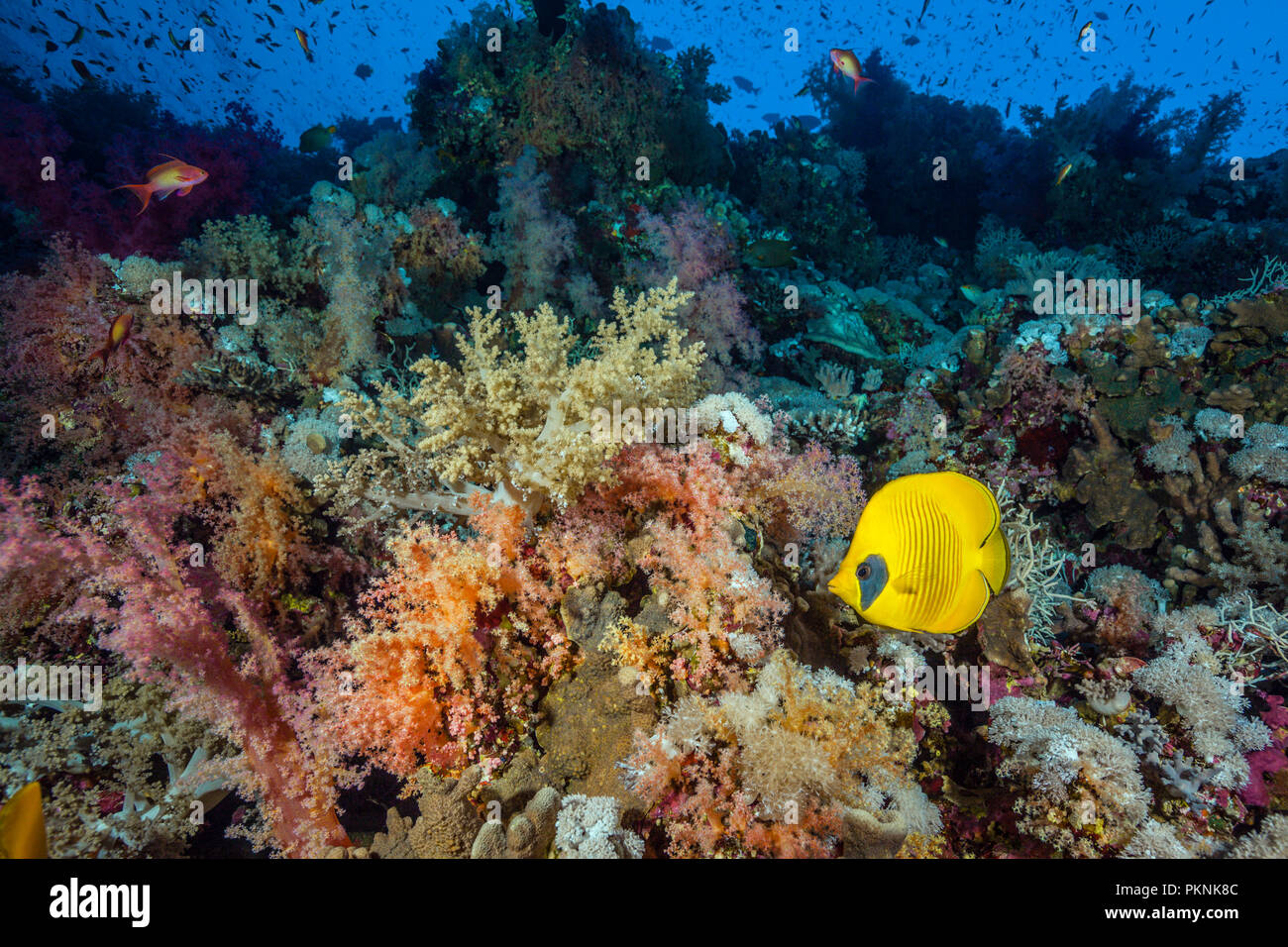 Maskierte Falterfische in Coral Reef, Chaetodon semilarvatus, Brother Islands, Rotes Meer, Ägypten Stockfoto