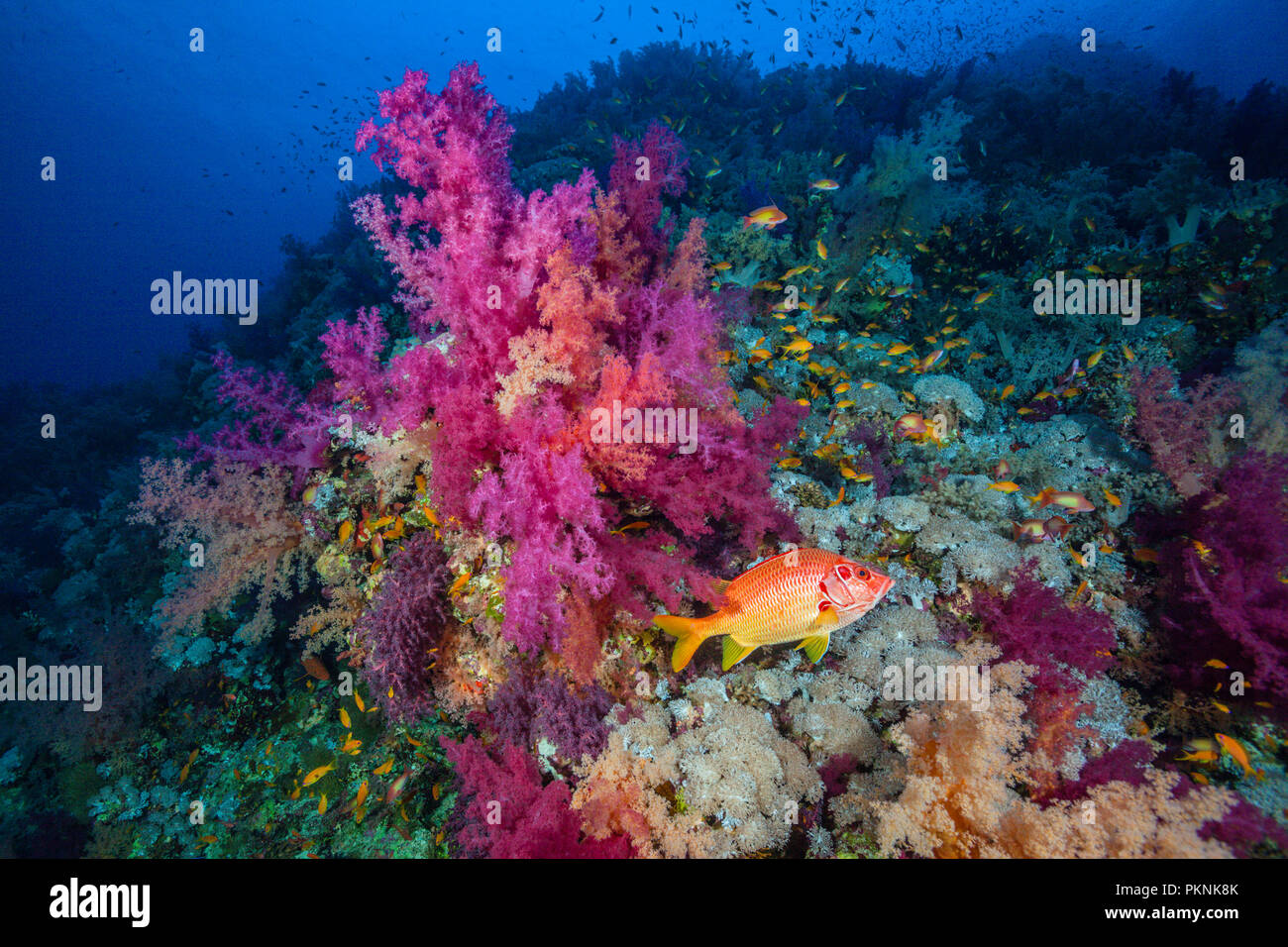Longjawed Fischliste Haie bis Husaren in Coral Reef, Sargocentron spiniferum, Brother Islands, Rotes Meer, Ägypten Stockfoto