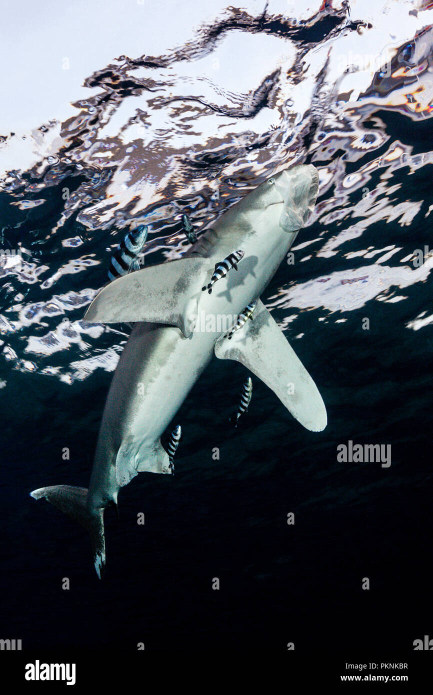 Oceanic Weißspitzen Hai schnappt in Plastiktüte, Carcharhinus Longimanus, Brother Islands, Rotes Meer, Ägypten Stockfoto