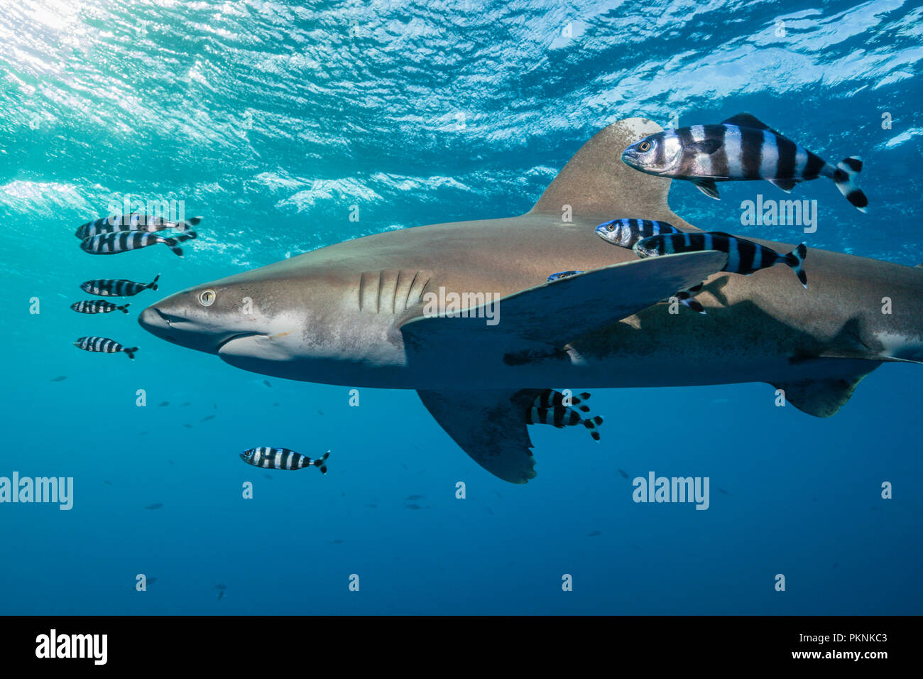 Ozeanische Weißspitzen Hai, Carcharhinus Longimanus, Brother Islands, Rotes Meer, Ägypten Stockfoto
