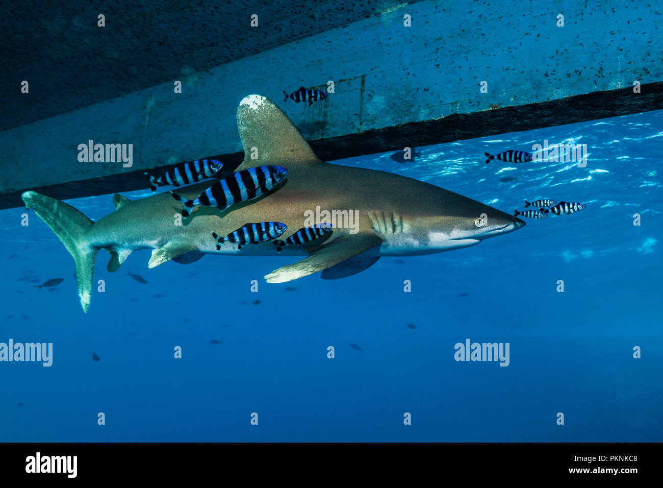 Oceanic Weißspitzen Hai unter Tauchsafari, Carcharhinus Longimanus, Brother Islands, Rotes Meer, Ägypten Stockfoto