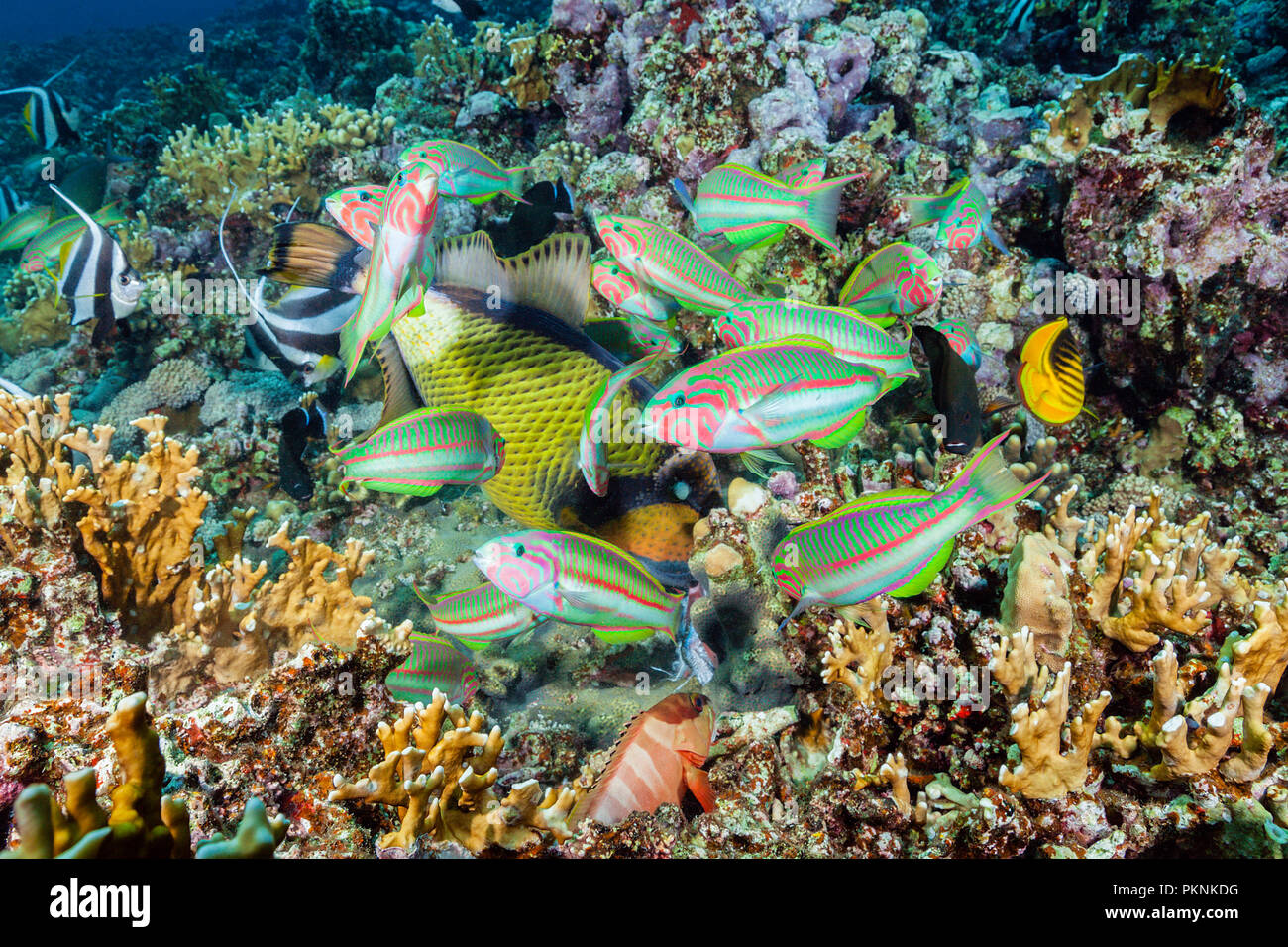 Klunzingers Lippfisch Fütterung, Thalassoma rueppellii, Brother Islands, Rotes Meer, Ägypten Stockfoto