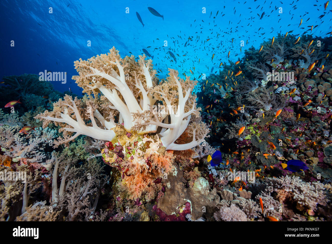 Soft Coral Reef, Litophyton arboreum, Brother Islands, Rotes Meer, Ägypten Stockfoto