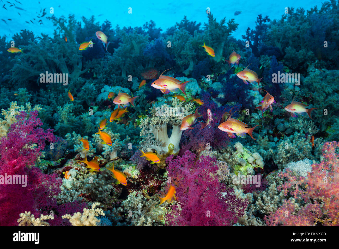 Über Korallenriff lyretail Anthias, Pseudanthias squamipinnis, Brother Islands, Rotes Meer, Ägypten Stockfoto