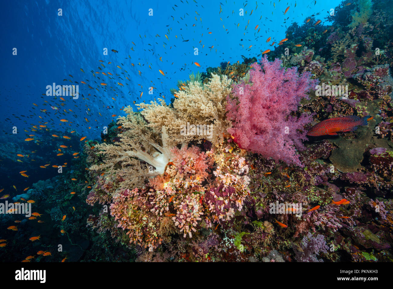 Artenreiches Korallenriff, Brother Islands, Rotes Meer, Ägypten Stockfoto