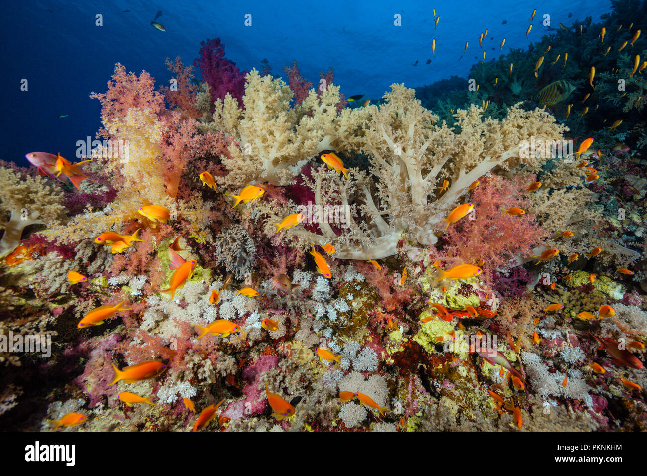 Über Korallenriff lyretail Anthias, Pseudanthias squamipinnis, Brother Islands, Rotes Meer, Ägypten Stockfoto