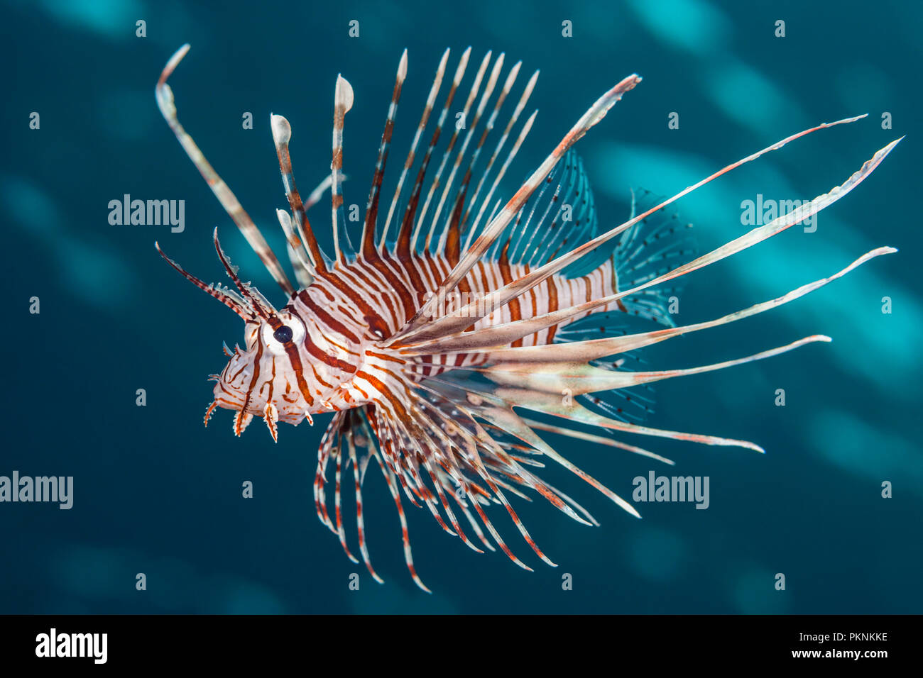 Teufel Firefish, Pterois Miles, Brother Islands, Rotes Meer, Ägypten Stockfoto