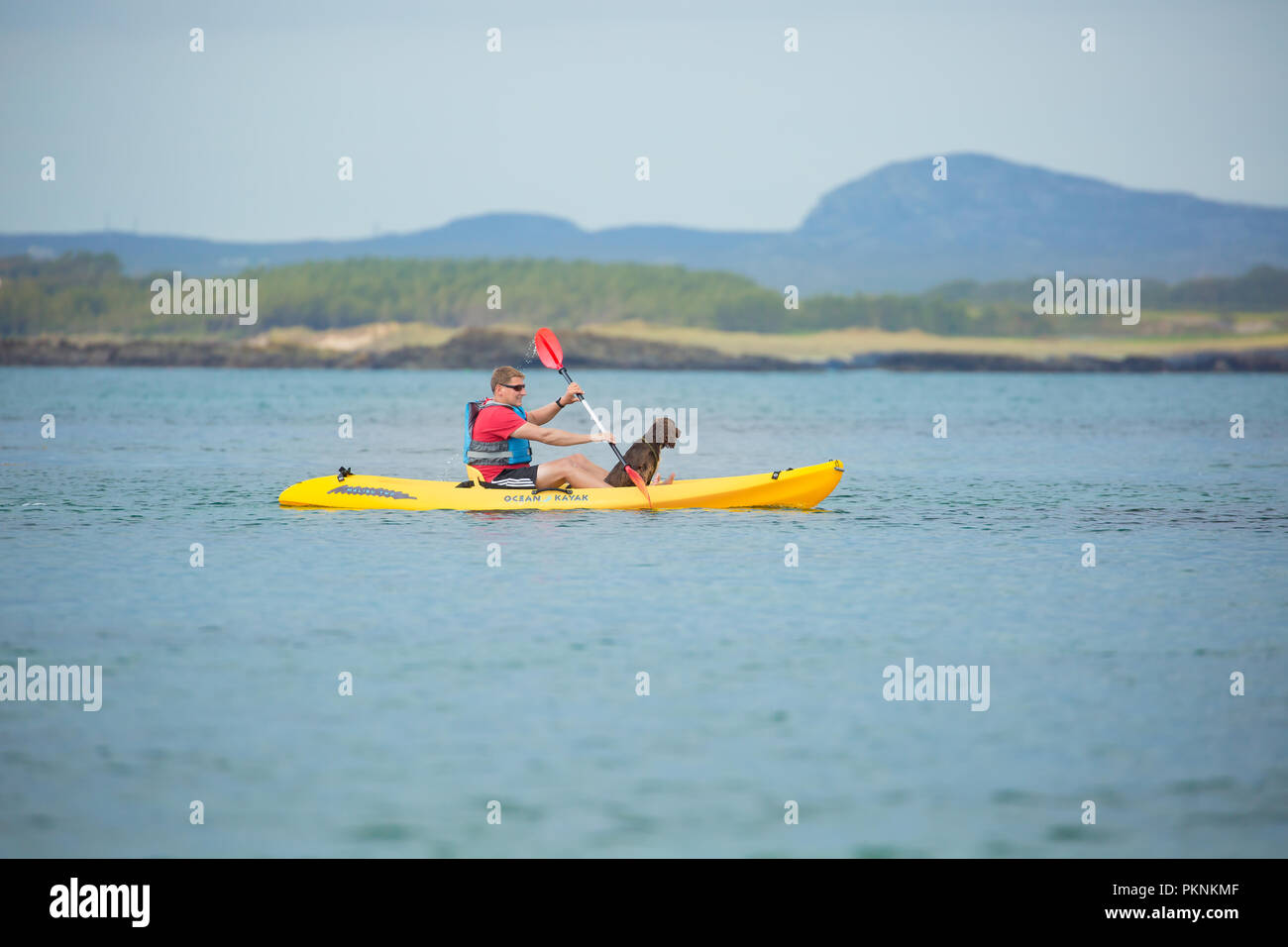 Mann, der mit seinem Hund im gelben Kajak sitzt und um das Wasser einer Meeresbucht in Anglesey, Nordwales, paddelt. Aufenthalt in Großbritannien. Stockfoto