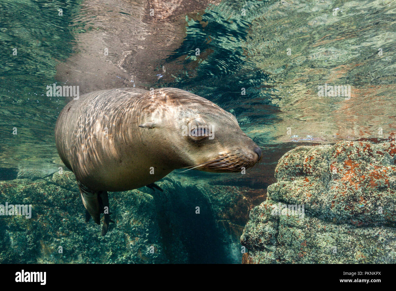 Kalifornische Seelöwe, Zalophus Californianus, La Paz, Baja California Sur, Mexiko Stockfoto