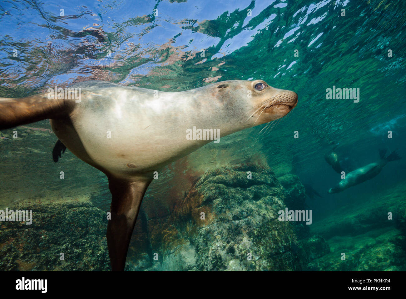 Kalifornische Seelöwe, Zalophus Californianus, La Paz, Baja California Sur, Mexiko Stockfoto