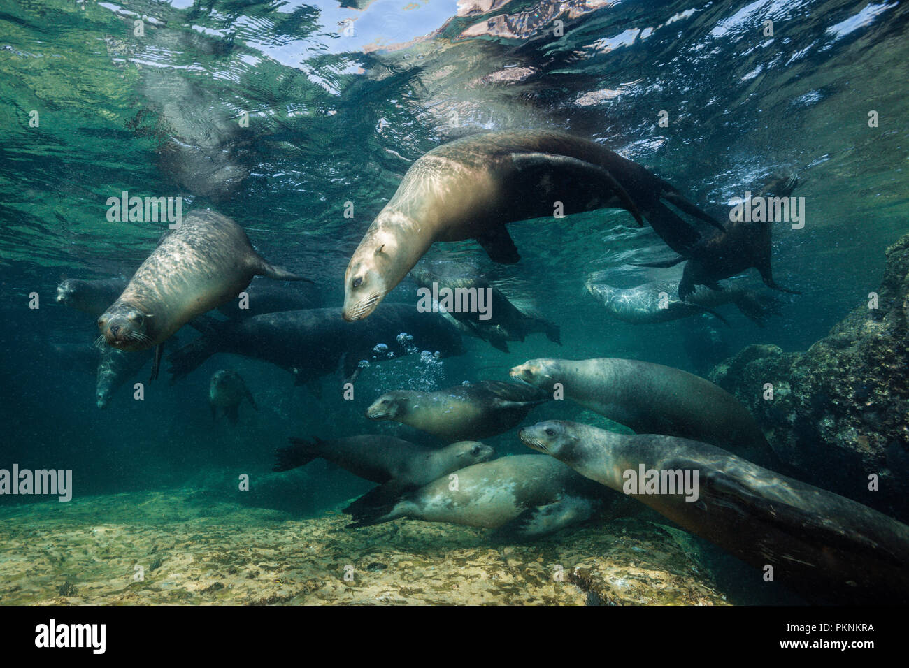 Kalifornische Seelöwe, Zalophus Californianus, La Paz, Baja California Sur, Mexiko Stockfoto