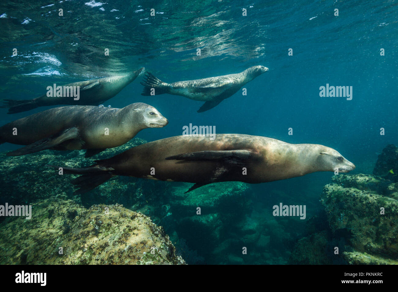 Kalifornische Seelöwe, Zalophus Californianus, La Paz, Baja California Sur, Mexiko Stockfoto