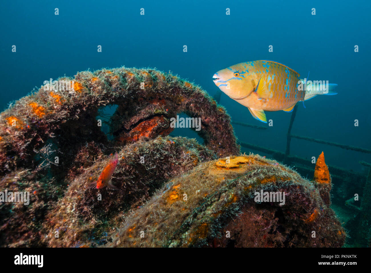 Blau verjähren Papageienfische an Fang Ming Wrack, Scarus ghobban, La Paz, Baja California Sur, Mexiko Stockfoto