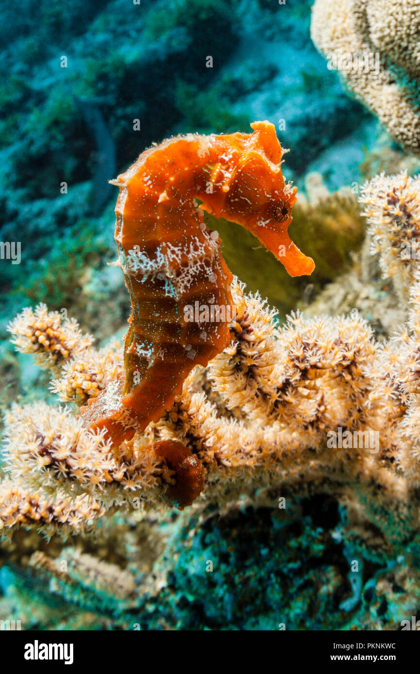 Pacific Seahorse, Hippocampus ingens, La Paz, Baja California Sur, Mexiko Stockfoto