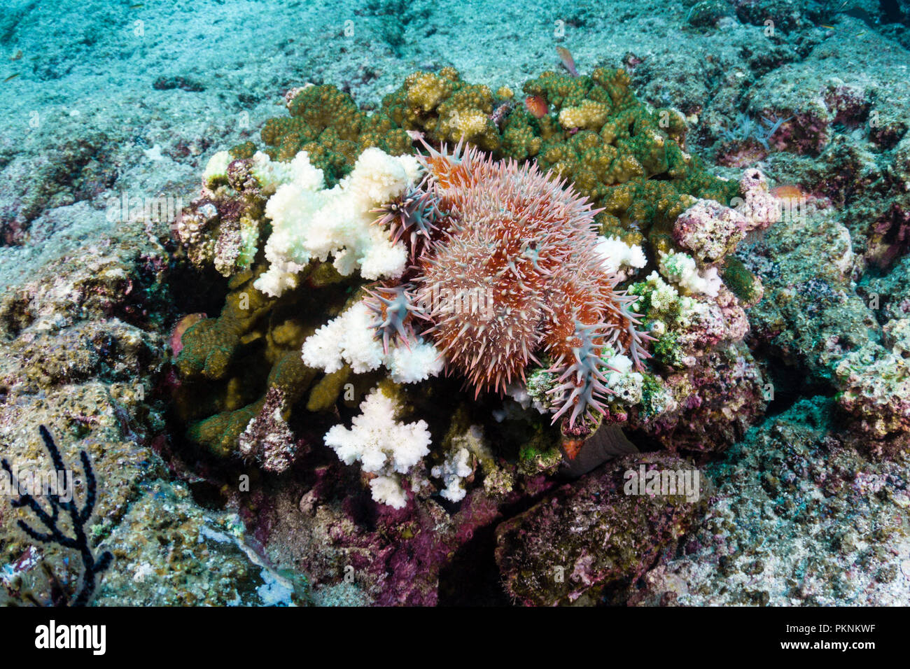 Panamic Dornenkrone Seesterne, Acanthaster ellisii, La Paz, Baja California Sur, Mexiko Stockfoto