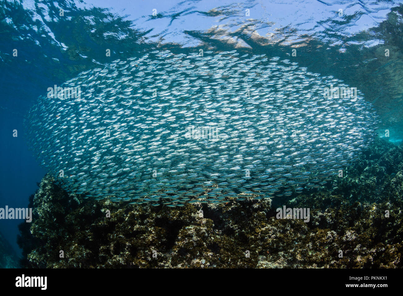 Shoal von Sardinen, sardinops Biographie <, La Paz, Baja California Sur, Mexiko Stockfoto