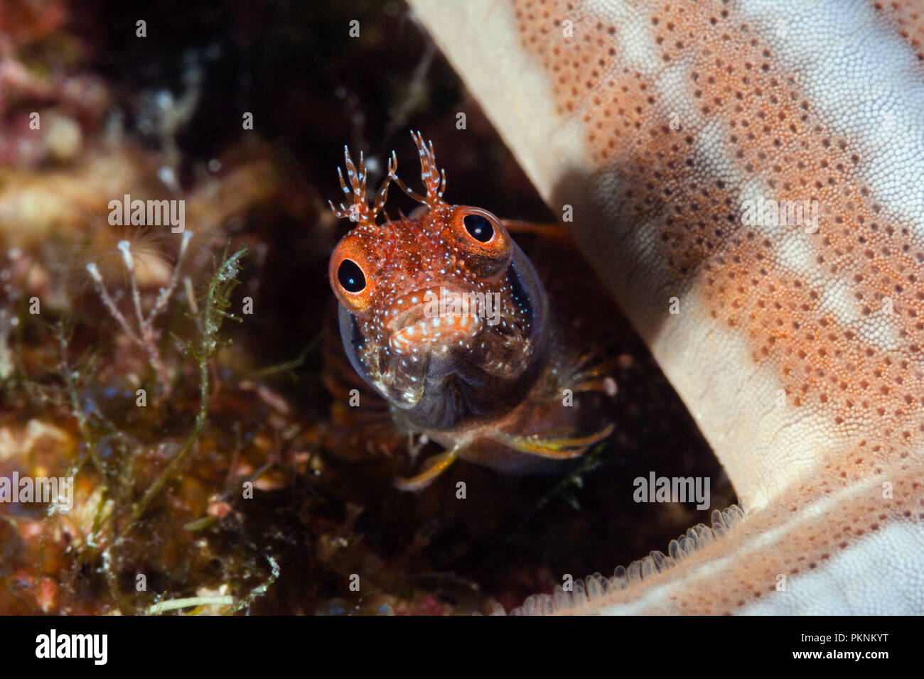 Browncheek Blenny, Acanthemblemaria crockeri, La Paz, Baja California Sur, Mexiko Stockfoto