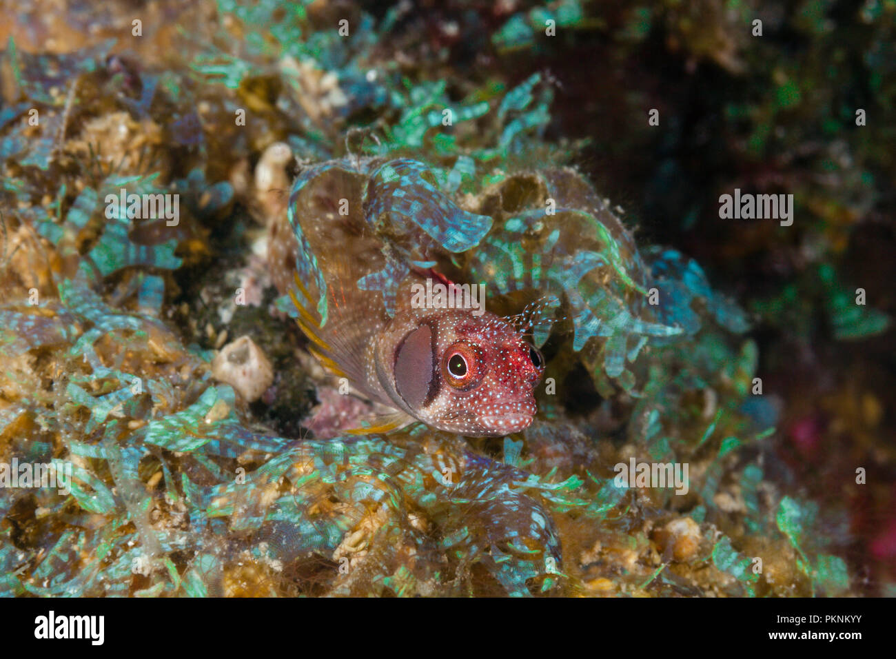 Browncheek Blenny, Acanthemblemaria crockeri, La Paz, Baja California Sur, Mexiko Stockfoto