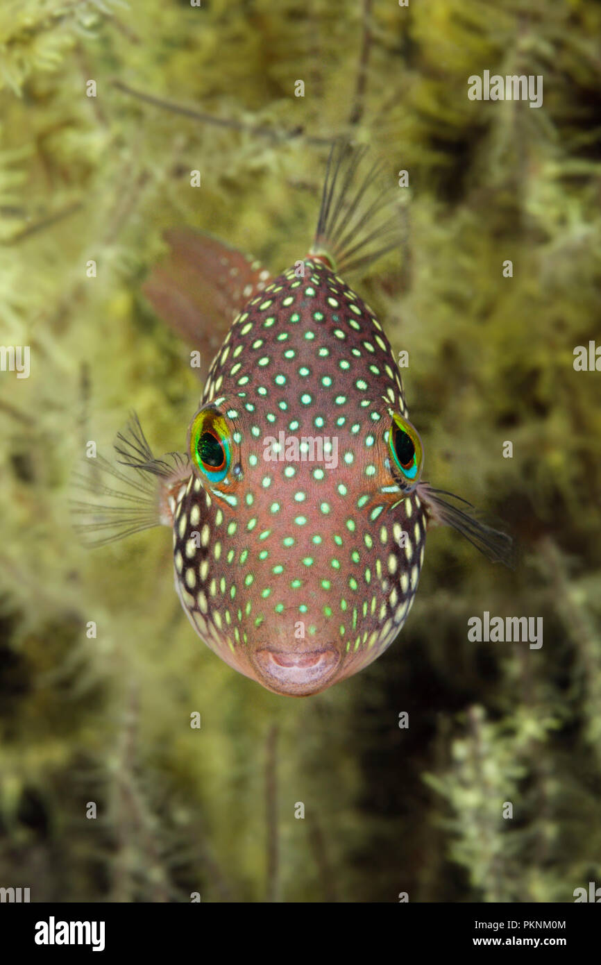 Entdeckt Scharfnasenhai Kugelfisch Canthigaster Punctatissima, La Paz, Baja California Sur, Mexiko Stockfoto