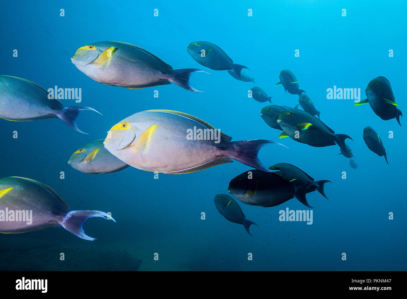 Schwarm von Gelbflossenthun Doktorfische, Acanthurus xanthopterus, Cabo Pulmo, Baja California Sur, Mexiko Stockfoto