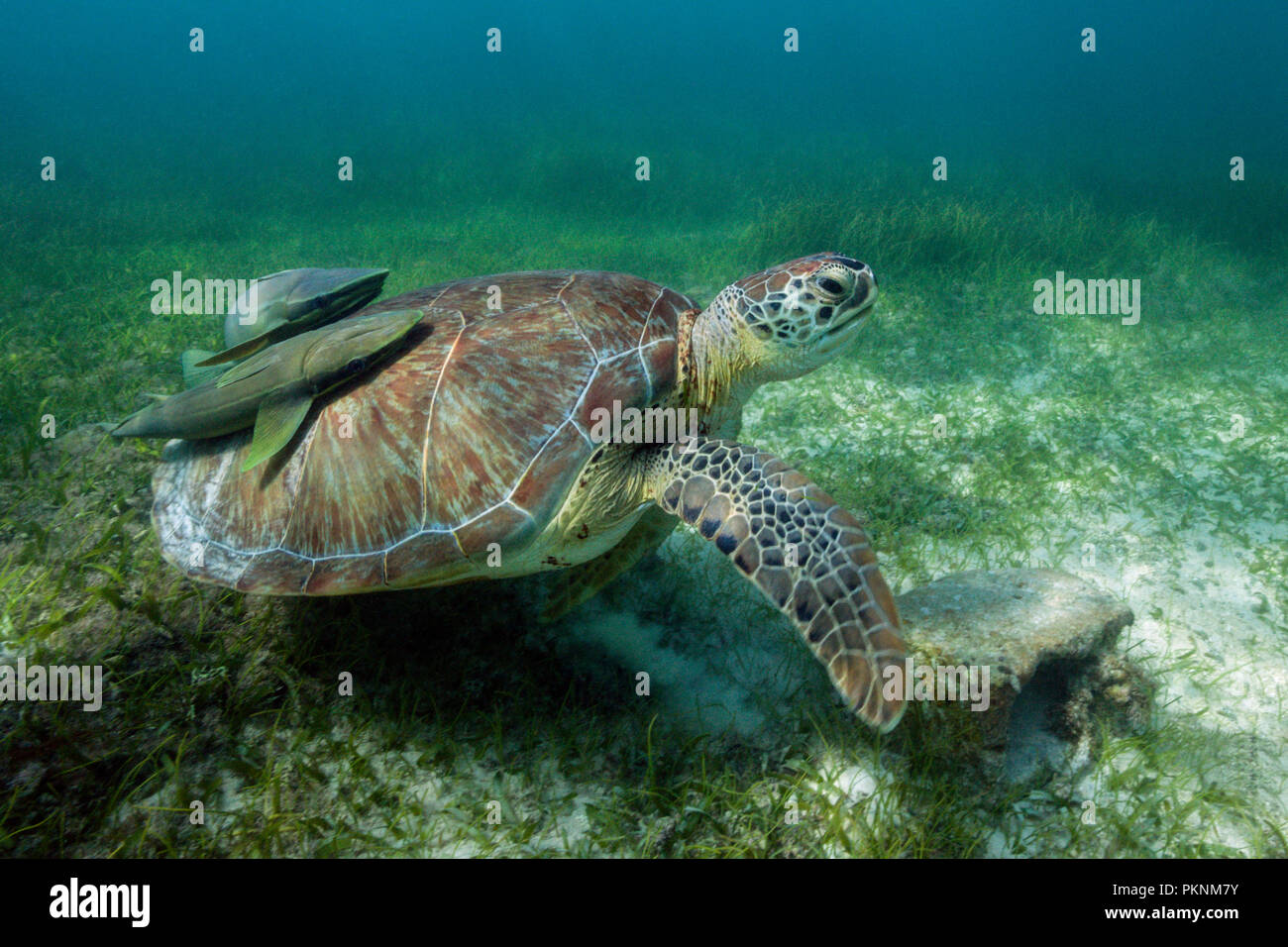 Grüne Meeresschildkröte, Chelonia mydas, Akumal und Tulum, Mexiko Stockfoto