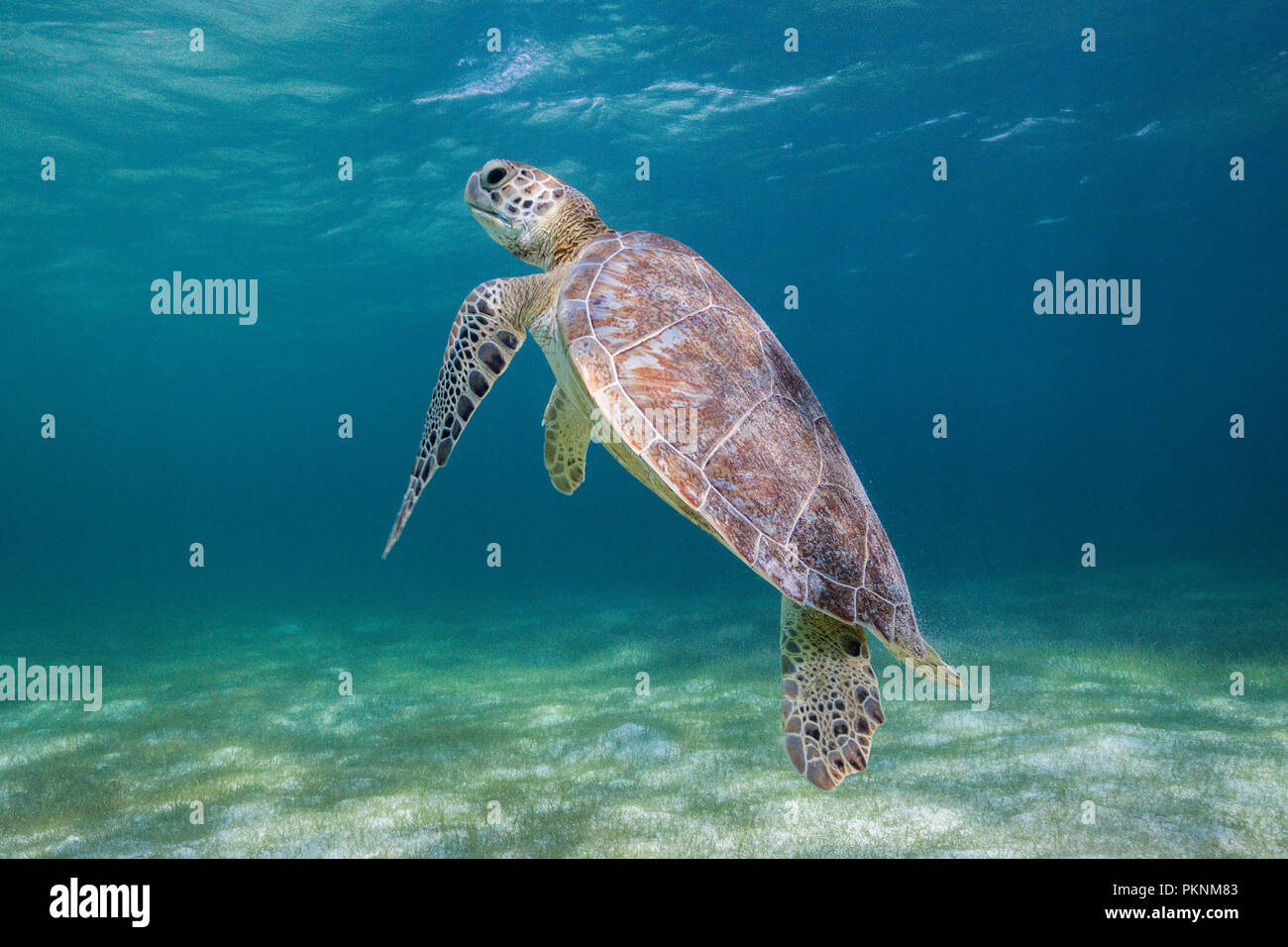 Grüne Meeresschildkröte, Chelonia mydas, Akumal und Tulum, Mexiko Stockfoto