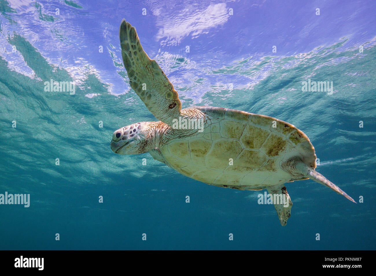 Grüne Meeresschildkröte, Chelonia mydas, Akumal und Tulum, Mexiko Stockfoto