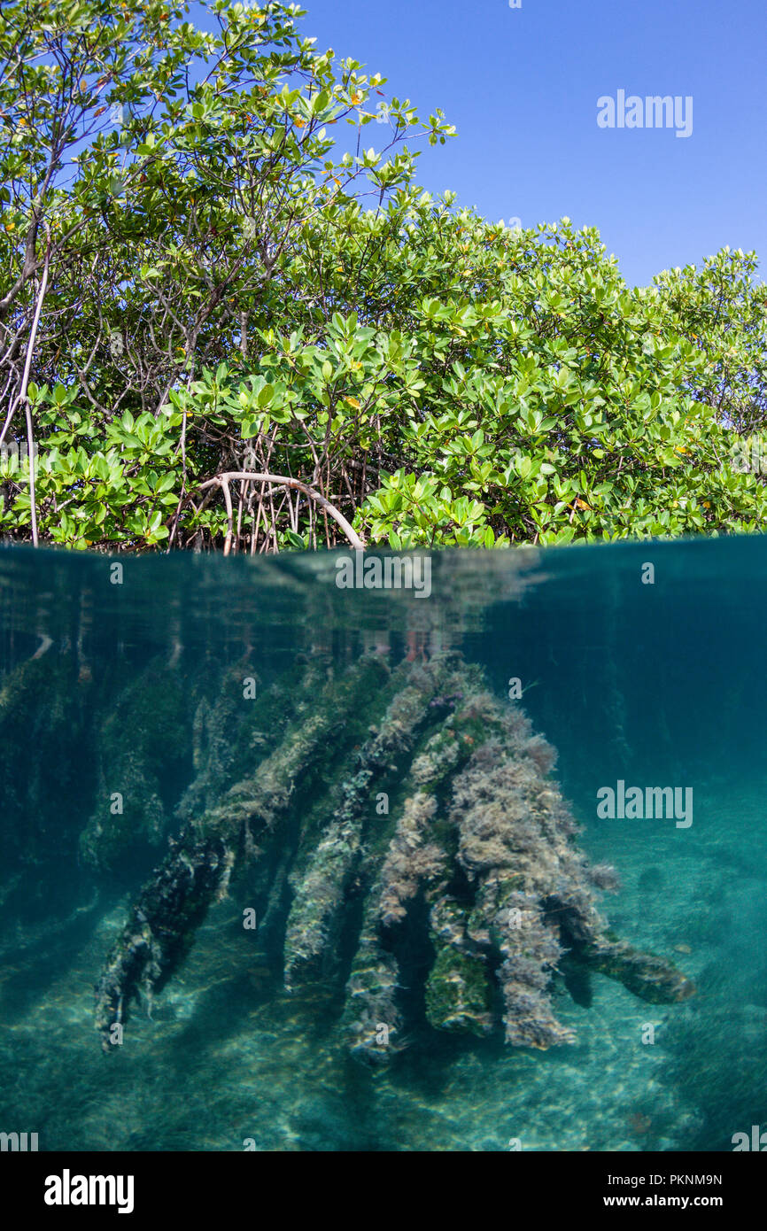 Antenne Prop Wurzeln des Roten Mangroven, Rhizophora, Cancun, Yucatan, Mexiko Stockfoto