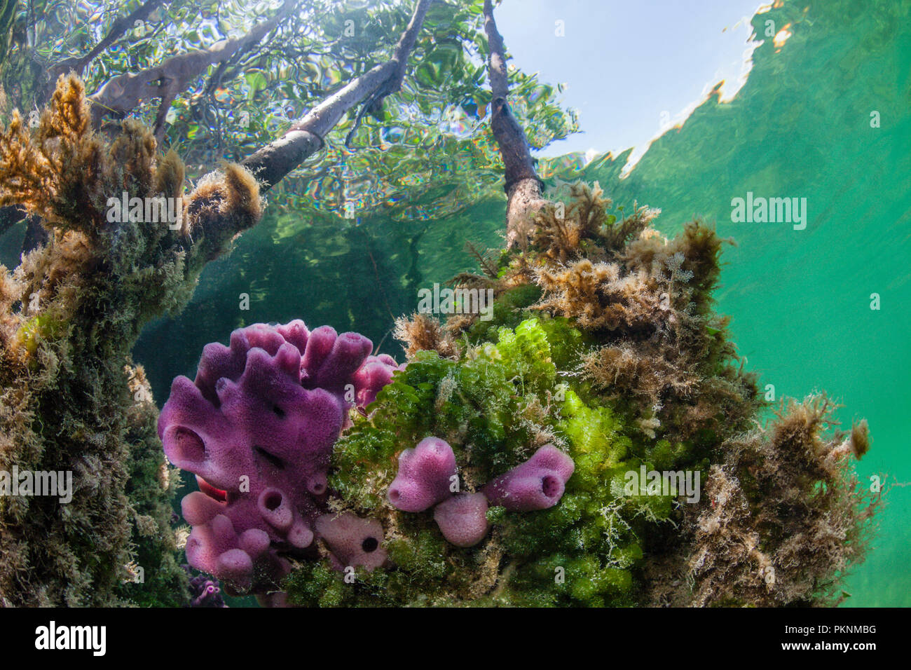 Schwämme auf Mangrovenwurzeln, Porifera, Cancun, Yucatan, Mexiko wachsende Stockfoto