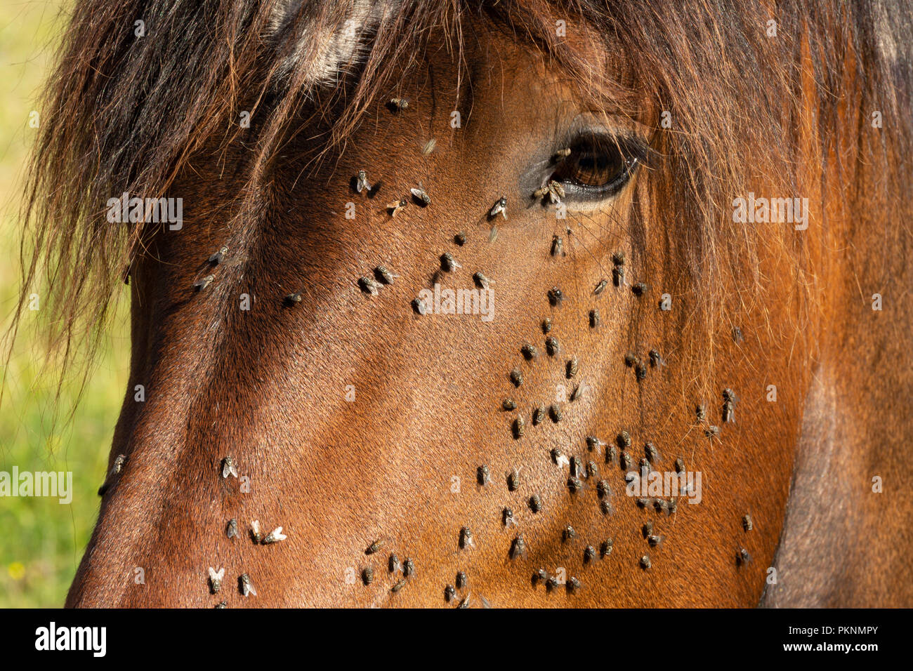 Fliegt auf einem Pferd Gesicht im Sommer, Frankreich Stockfoto