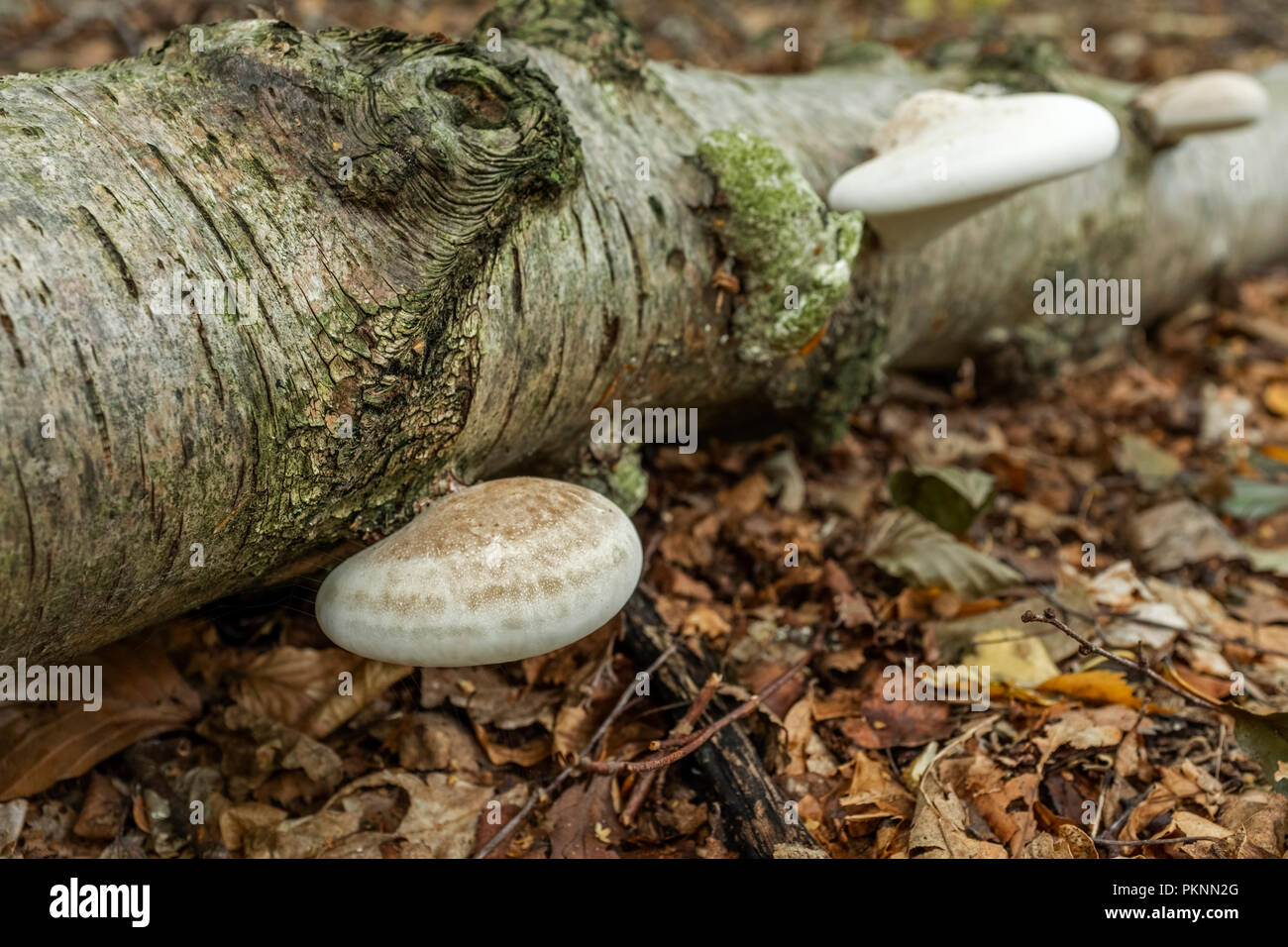 Halterung Pilz wachsen auf einen gefallenen Birke in Wales. Stockfoto