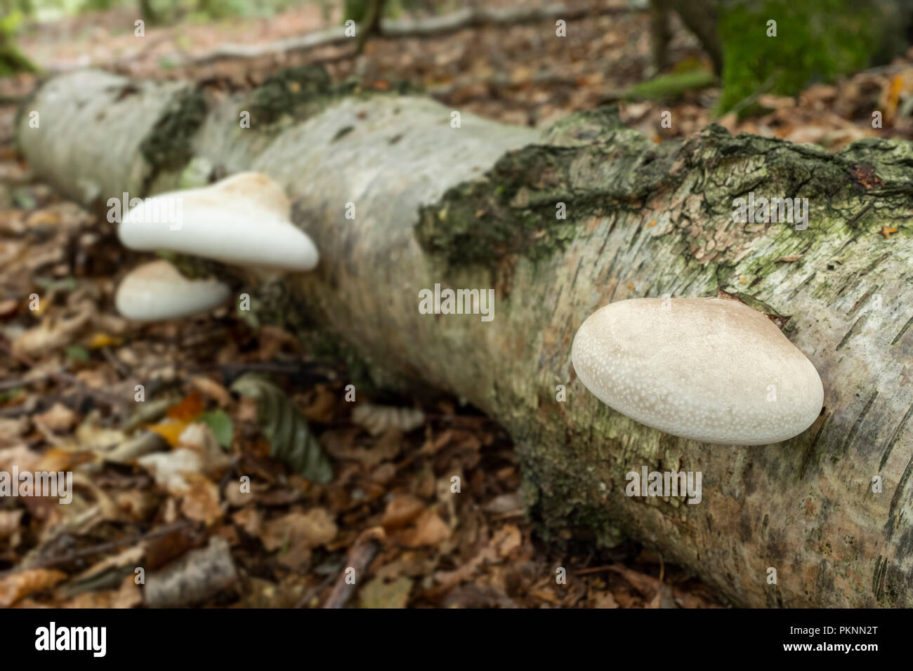 Halterung Pilz wachsen auf einen gefallenen Birke in Wales. Stockfoto