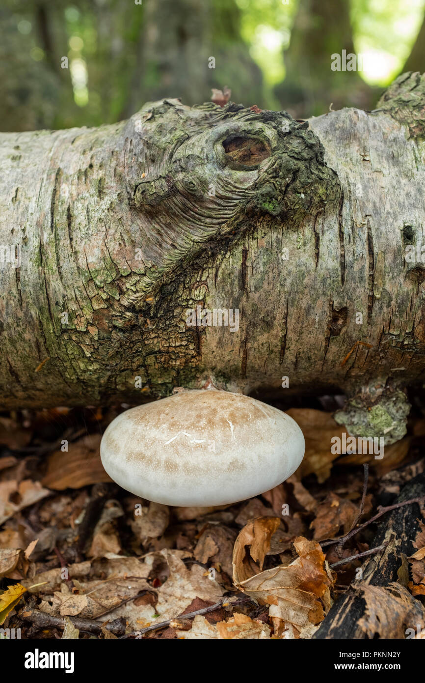 Halterung Pilz wachsen auf einen gefallenen Birke in Wales. Stockfoto