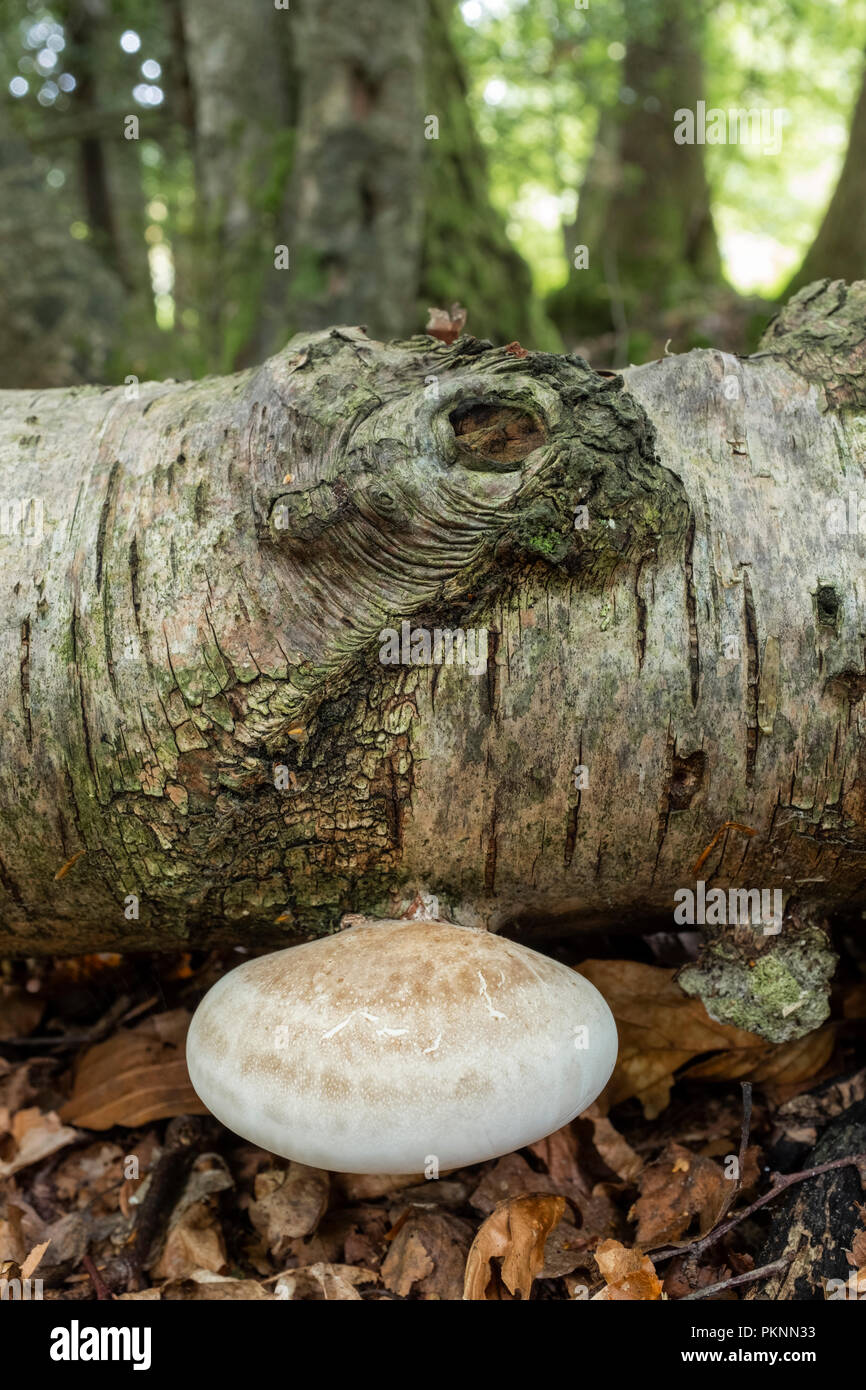 Halterung Pilz wachsen auf einen gefallenen Birke in Wales. Stockfoto