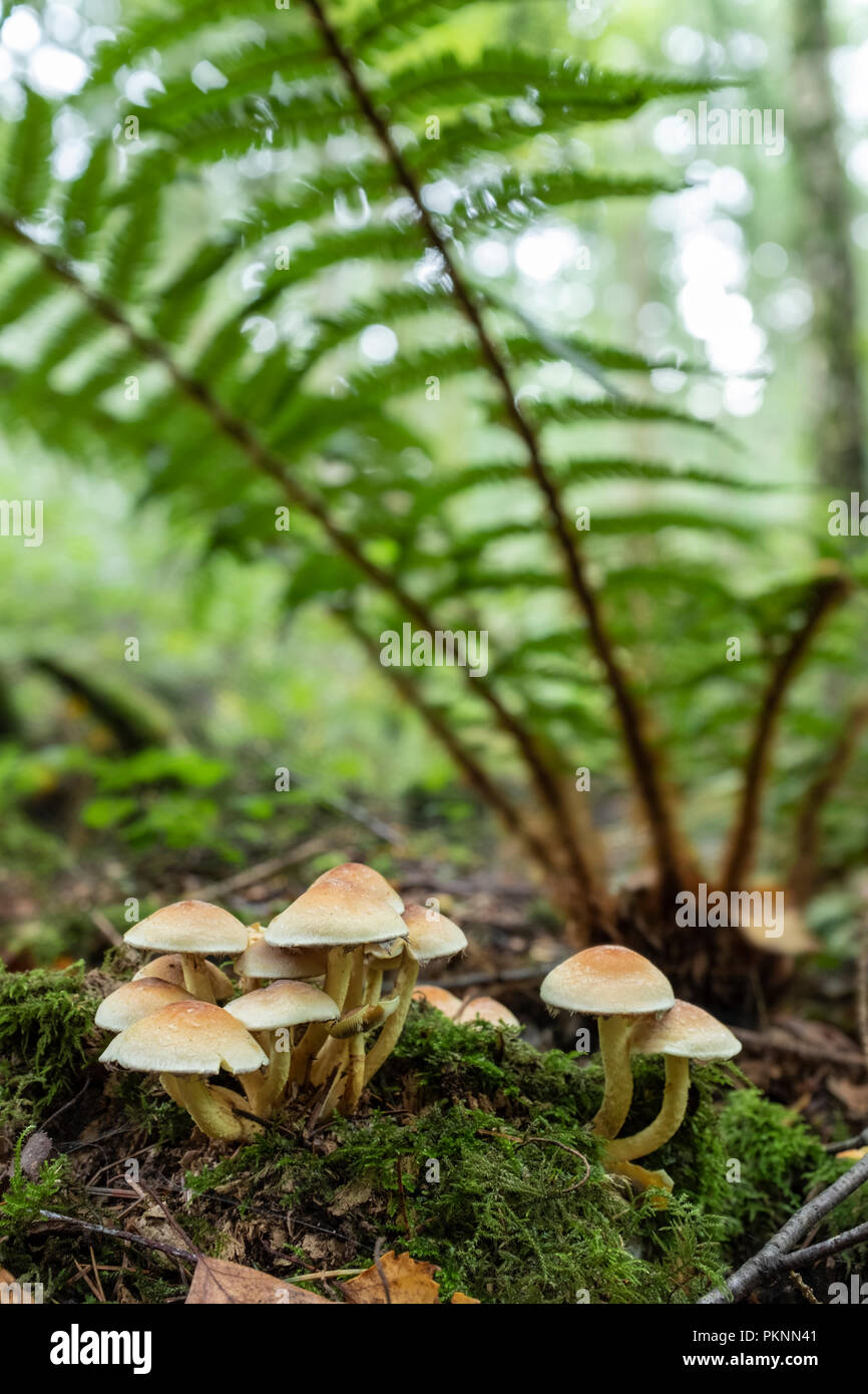 Schwefel Büschel Pilz wächst wild in Wales. Stockfoto